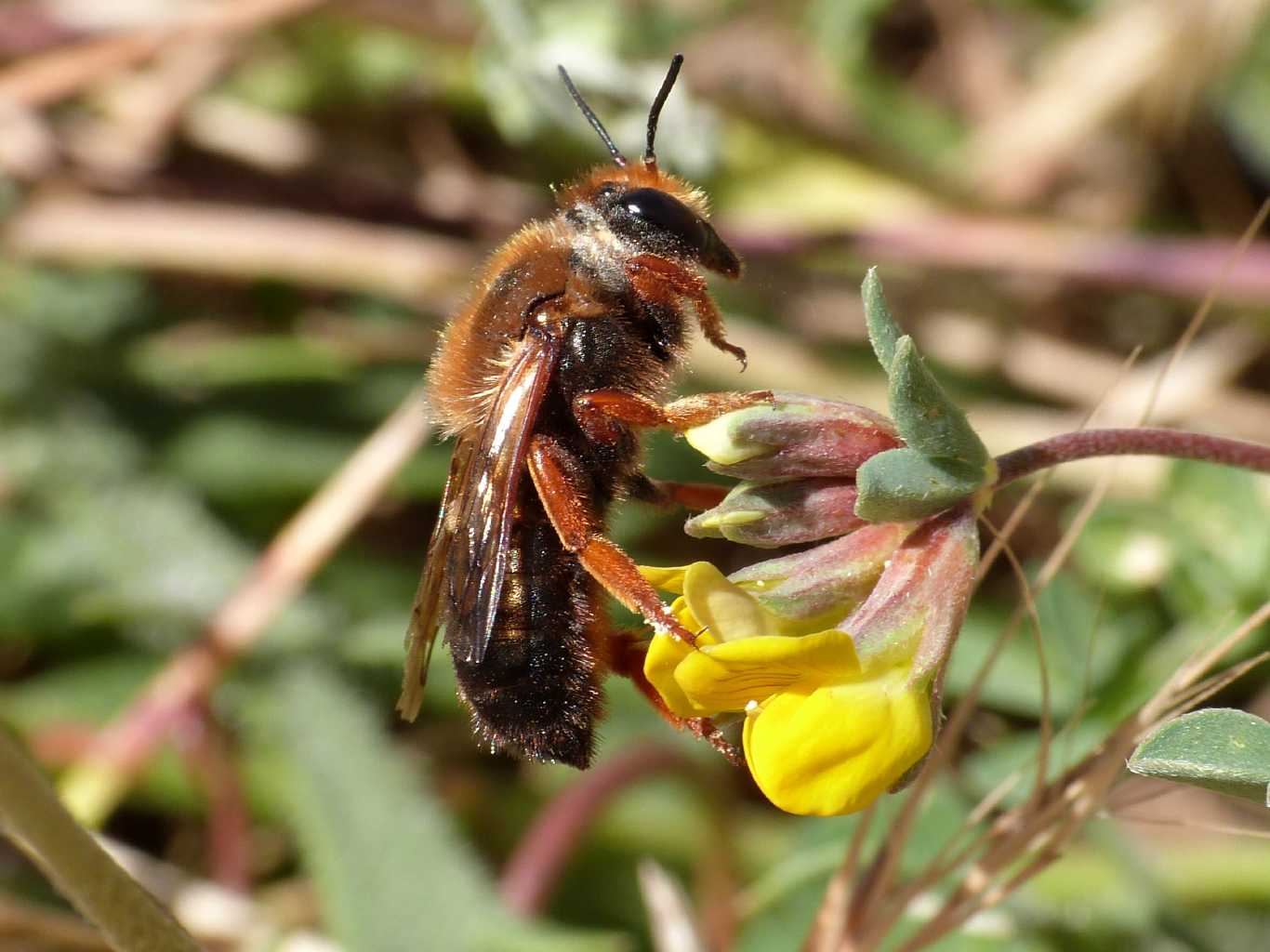 Vecchio Chalicodoma sicula?